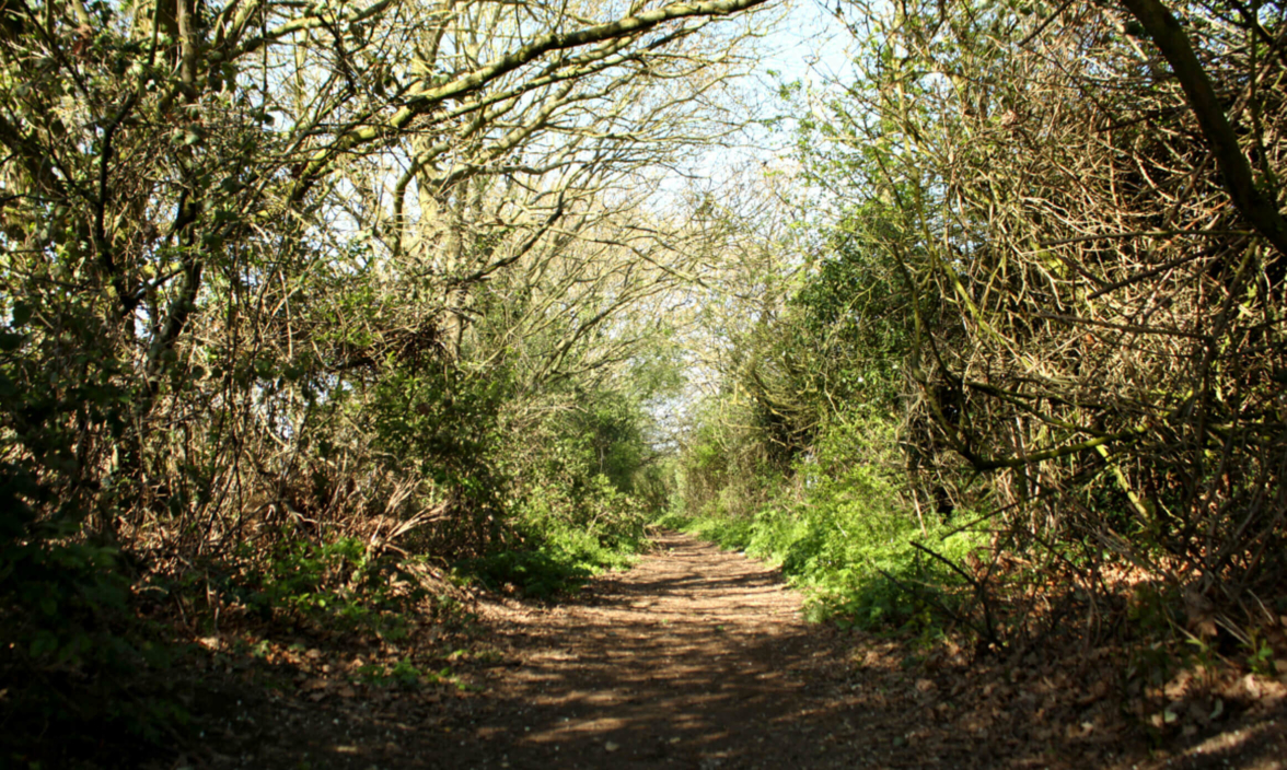 The beautiful nature trails that run throughout Chesterwell