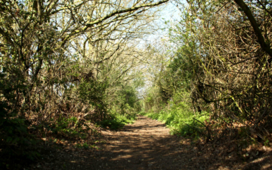 The beautiful nature trails that run throughout Chesterwell