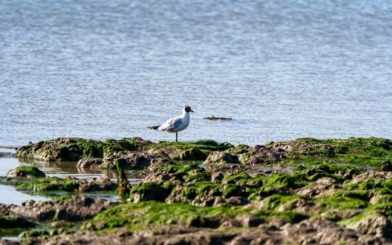 West mersea coastline 4